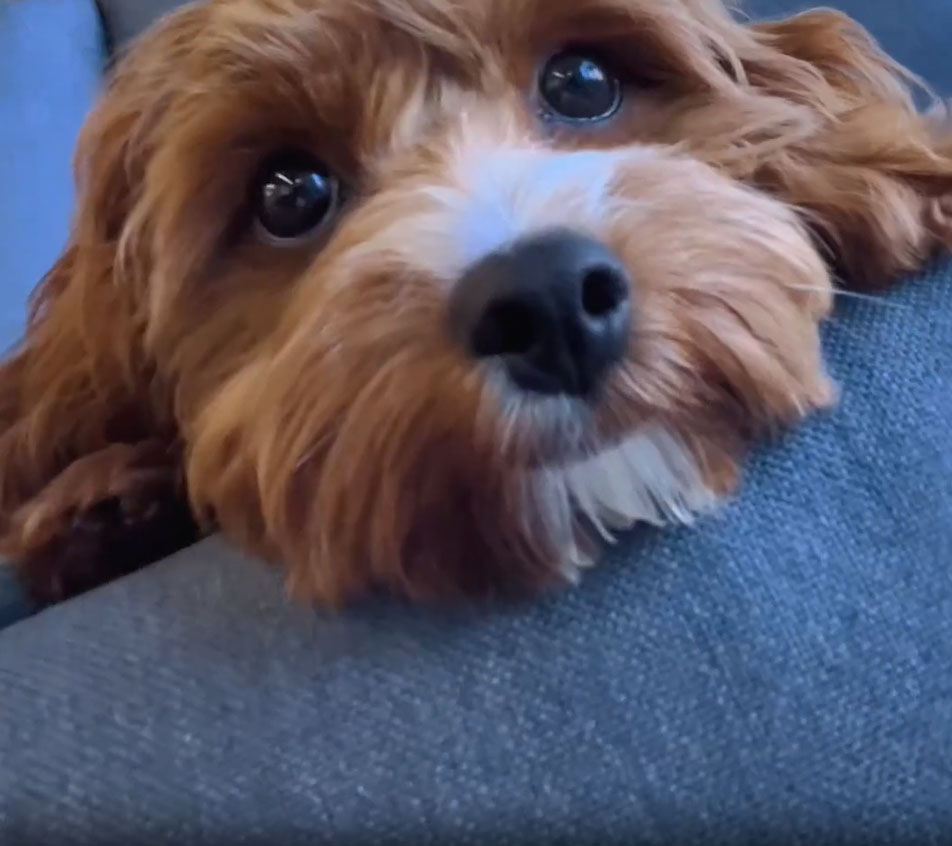 Sunbrella fabric pet resistant patio divas